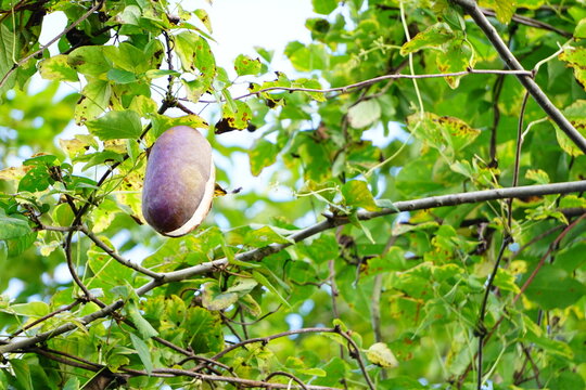 熟したアケビの実