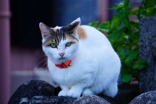 三毛猫♡ 言わざる三毛猫｜WooBia公式オンラインショップ – WooBia