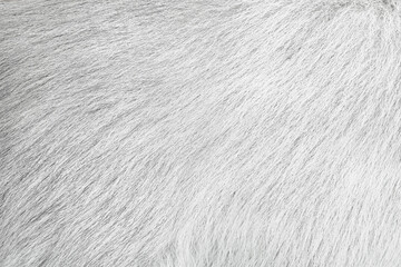 Dog fur gray texture abstract animal skin background