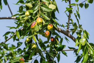 Green and ripe brown Ziziphus jujuba fruits with leaves on branch Chinese date. Close-up exotic fruits and green leaves of jujube tree. Landscape, fresh wallpaper, nature background concept
