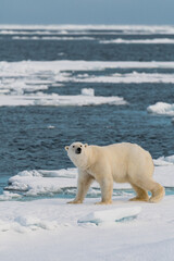 polar bear on ice