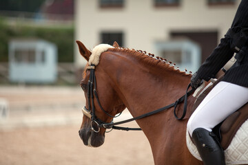 Portrait of brown sports horse with a bridle and rider hand in a black glove holding a leash.