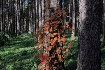 Autumn yellow-red leaves on a young rowan tree in a pine Park