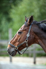 Obraz premium Portrait of a sporty bay red horse with a bridle.