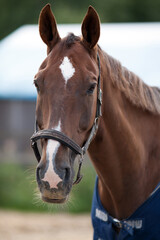 Portrait of a sporty bay red horse with a bridle.