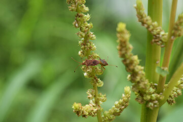 insect on a flower