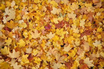 Colorful autumn leaves on the ground, golden colors, background.