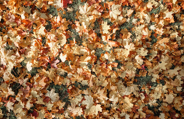 Colorful autumn leaves on grass ground, golden colors, background.