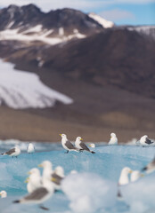 Fototapeta premium Seagulls 