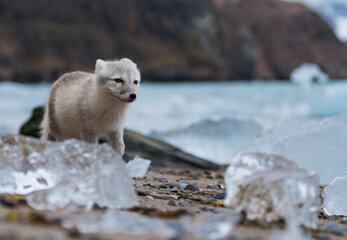 Arctic fox 