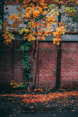 Yellow-green leaves on a brick wall background in autumn