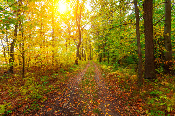 Autumn forest trees. The Road in the forest. Nature green wood sunlight backgrounds.