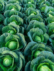 cabbage field green farm greenhouse background white