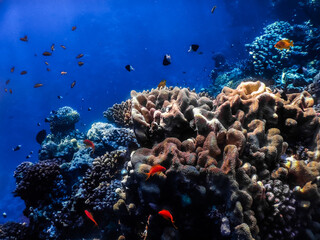 Naklejka na ściany i meble colorful coral world with fishes and blue sea