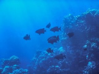 fish swim in a shoal in the blue sea while diving