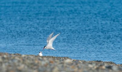 Bird in flight