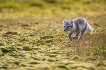 Arctic fox running