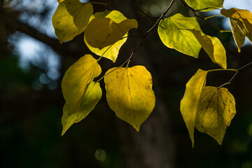 Close-up of golden, and yellow leaves of Eastern Redbud, or Eastern Redbud Cercis canadensis in sunny day. Selective focus. Nature concept for design.