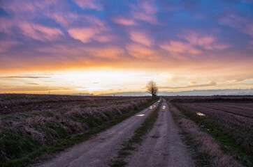 Winter sunset in Vercelli's rice fields, Piedmont