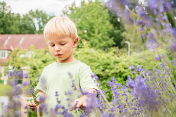 Cute little boy harvesting lavender with scissors