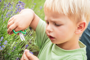 Cute little boy harvesting lavender with scissors