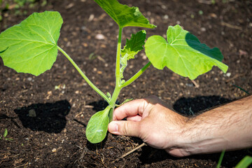 Hand planting a gourd plantlet