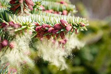 Spanish fir in bloom spreading pollen in the air