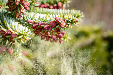 Spanish fir in bloom spreading pollen in the air