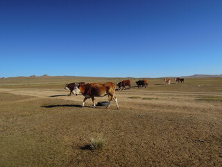 Gobi Desert, Qaraqorum, Mongol. Oct. 2015