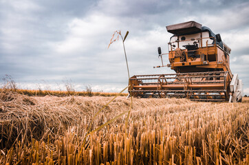 Rice harvesting in Vercelli, Piedmont