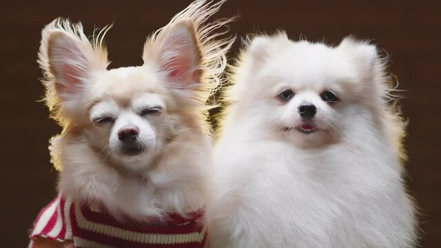 two lap dog chihuahua and pomeranien friend sit together with casual and relax wear winter sweater cloth with dark background
