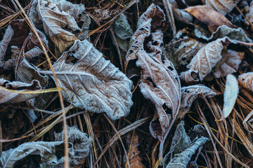Frosty brown textured autumn leaves on the dry grass. Leaves, covered with hoarfrost crystals.