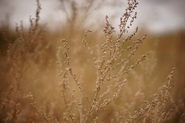 Dry autumn grasses grow in overcast sky background