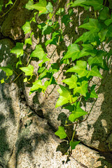 石壁に垂れて生える緑が綺麗な蔦
