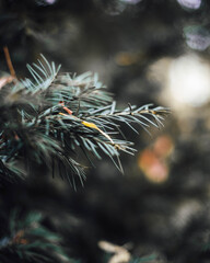 close up of pine needles
