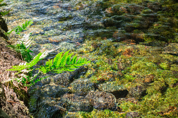 天気の良い昼下がりの日の川辺に生える緑の草と石底