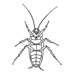 Cockroach pest, contour vector illustration of a cockroach lying belly up.