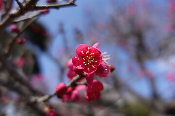 梅の花