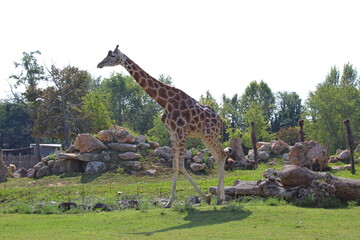 variety of animals at the zoo