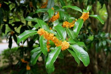 公園に咲く金木犀の花