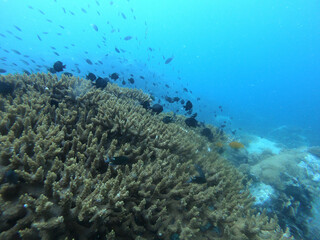 Fototapeta na wymiar Arrecife de coral con peces negros 