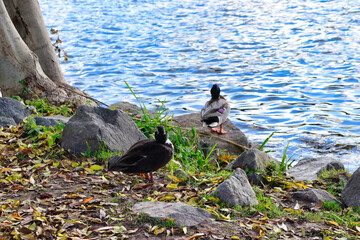 Enten am Ufer auf Stein