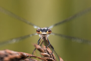 Eyecontact with a damselfly, green background