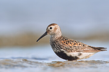 Dunlin in summer plumage during migration