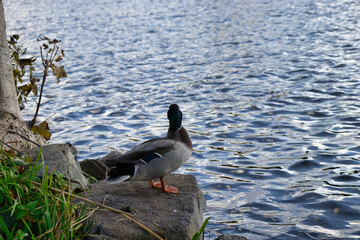 Ente am Ufer auf Stein