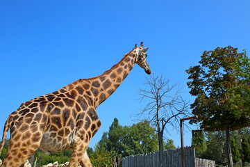 variety of animals at the zoo