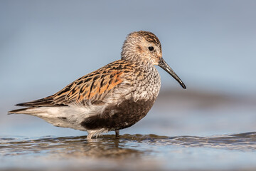 Dunlin in summer plumage during migration