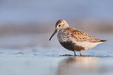 Dunlin in summer plumage during migration