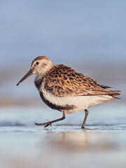 Dunlin in summer plumage during migration