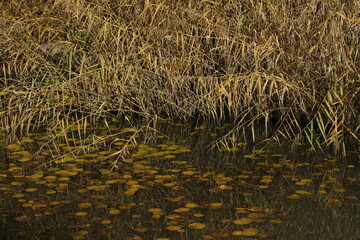 autumn foliage in the botanic garden in Geneva, Switzerland